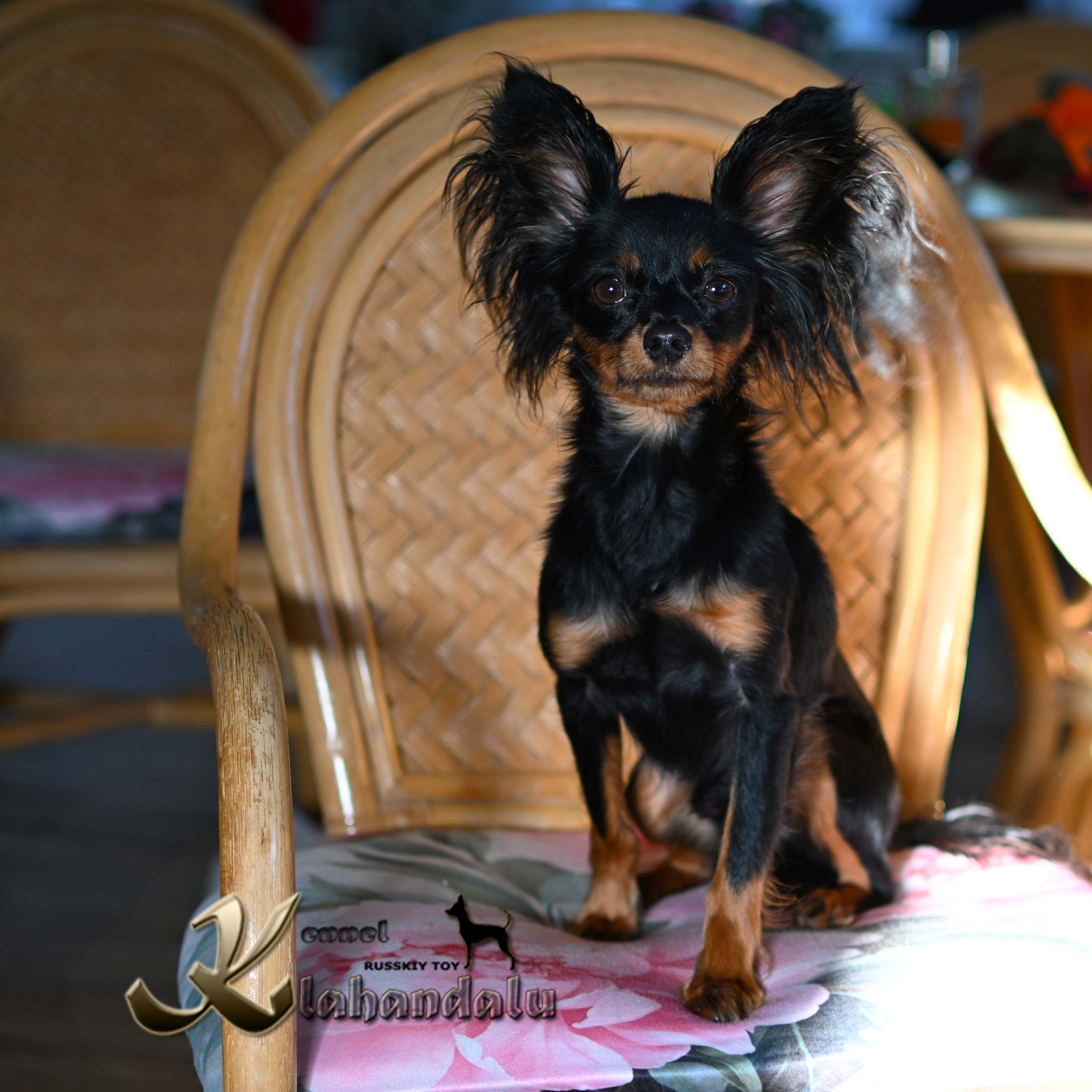 DSC_3485a