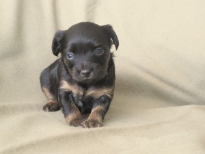 1-2013-12.17.-eduard-007.jpg